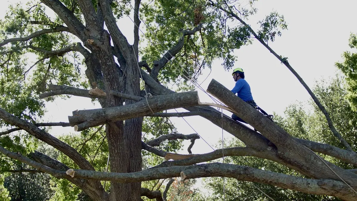 Professional Crown Thinning performed by certified arborists in Killdeer
